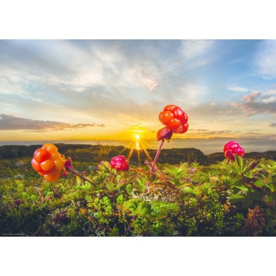 Puzzle  Heye-30016 Cloudberries